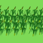 Corn Population Calculator